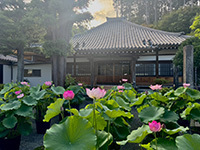 静岡県伊豆の国市大仁の龍源寺（りゅうげんじ）の過去最多の蓮の様子